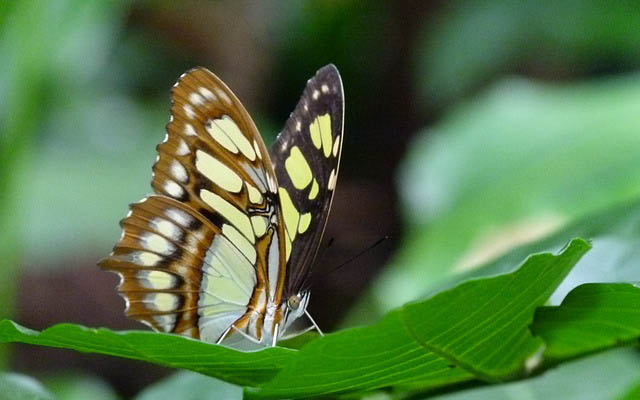vlinder 5